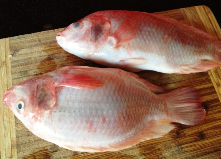 tilapia
